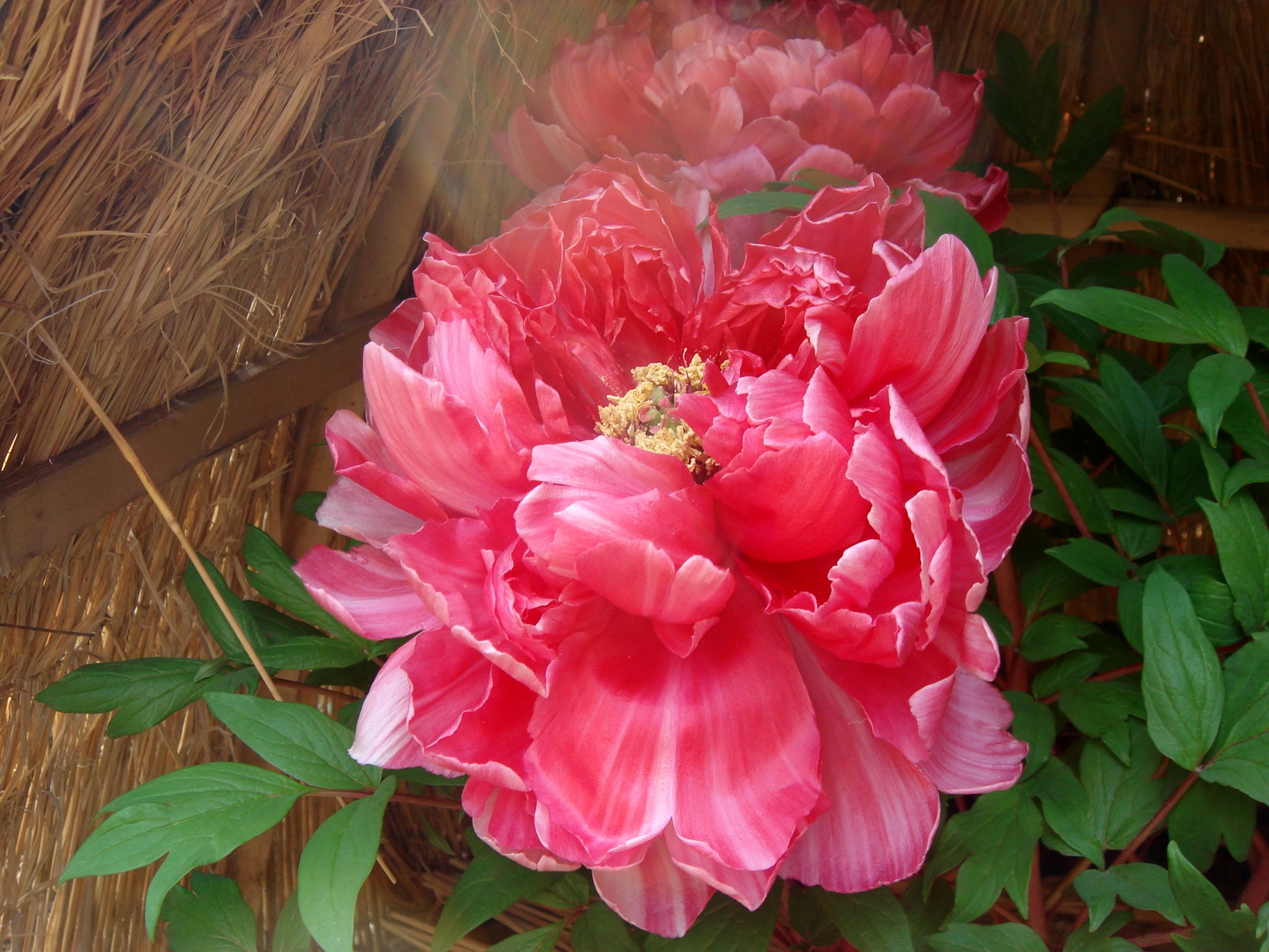 Paeonia suffruticosa Andrews